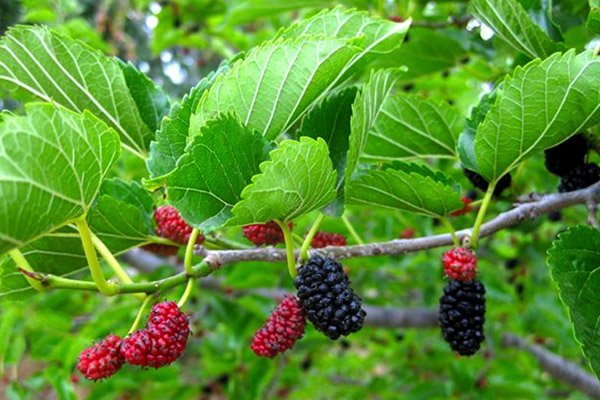 Mulberry leaves combined with other ingredients help effectively cure lung diseases