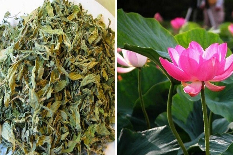 Patients can choose lotus leaf tea to clear heat and reduce fat in the liver