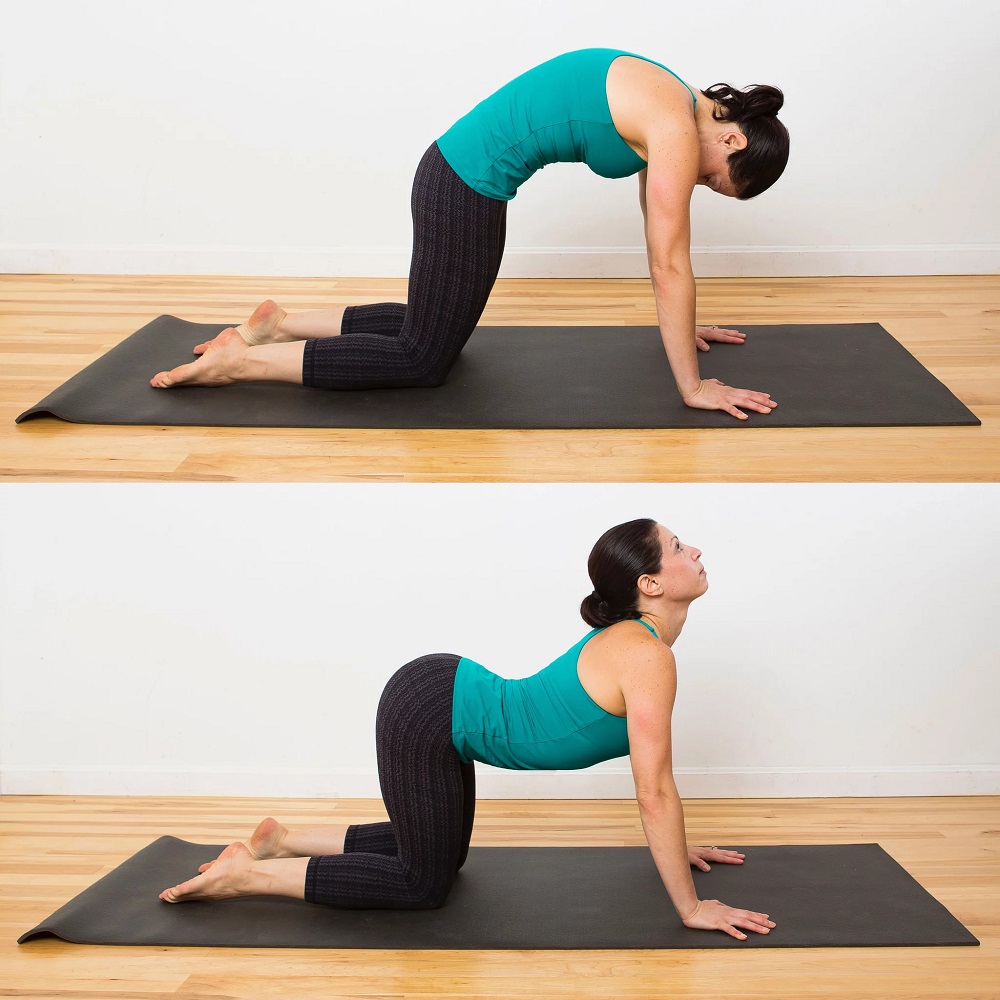 The cat pose helps to increase the elasticity and dilation of the spine